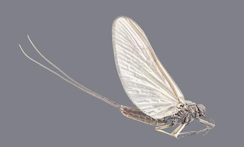 Baetis sp.